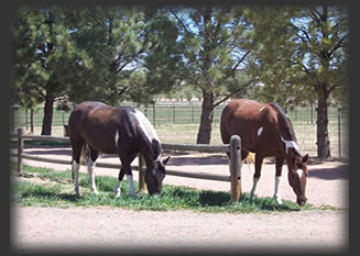 Tennessee Walker Missouri Fox Trotter